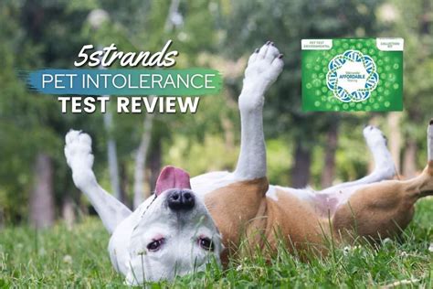 5strands Allergy Test For Dogs Review 2022 Is This Pet Allergy Test