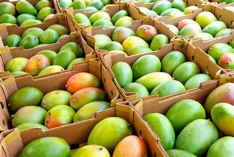 Mangoes Allergy How Mango Causes Rashes And Pimples And Affects Your