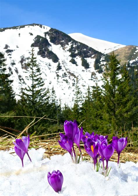 Spring Landscape Of Blooming Flowers Violet Crocuses Crocus