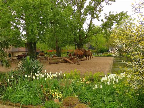 Birding For Pleasure Sunday Thought Amsterdam Zoo