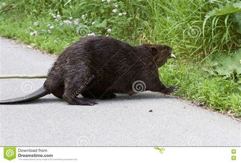 Isolated Photo Of A Canadian Beaver Heading To The Grass Stock Image