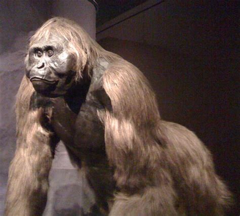 Gigantopithecus Largest Ape Ever Lived