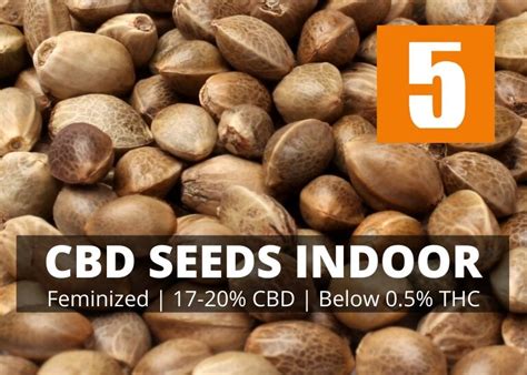 Cbd Seeds Indoor 17 20 Cbd