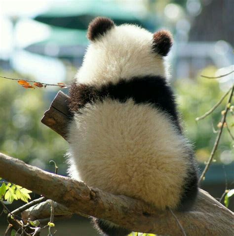 Pin By Martina Guliti On Photography Panda Panda Bear Giant Panda