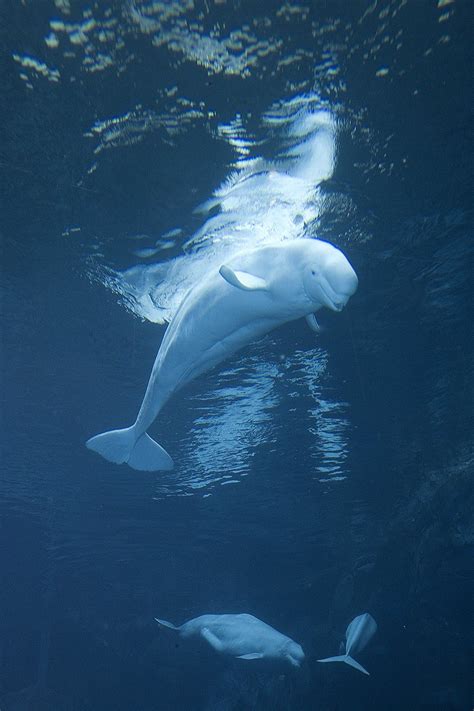 Beluga Whale Beluga Whale Whale Ocean Animals