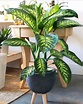 60+ Beautiful Indoor Plants Design in Your Interior Home en 2020 ...