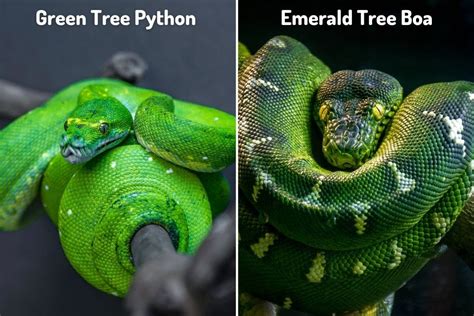 Green Tree Python Vs Emerald Tree Boa 6 Differences