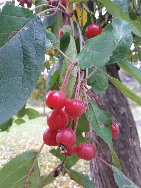 Malus Baccata Trees And Shrubs Online