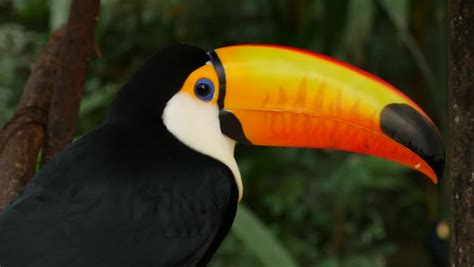 Exotic Toucan Bird In Natural Stock Footage Video 100 Royalty Free