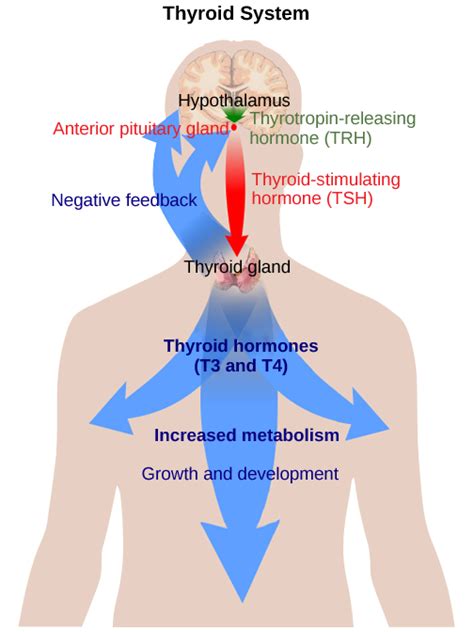 Which Best Describes The Regulation Of Thyroid Hormones Octavio Has Arellano