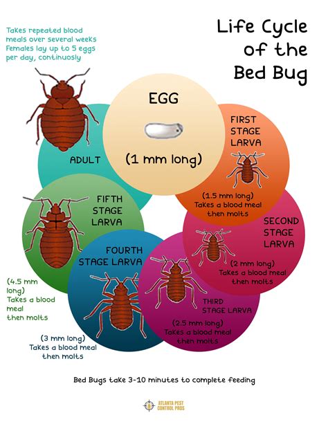 Ideal Techniques To Develop And Conduct An Effective Bug Control
