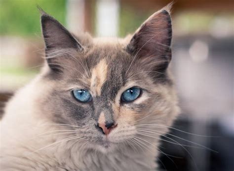 15 Calico Cats We Are Beautiful Just Because We Are Page 4 Of 8