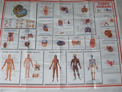 Mapa Sistemas Do Corpo Humano 090 X 120m R 1390 Em Mercado Livre