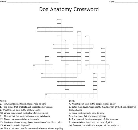 Bone Anatomy Crossword Dog Anatomy Crossword Wordmint