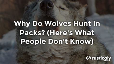 Why Do Wolves Hunt In Packs The Ultimate Explanation