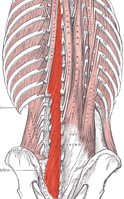 The Evaluation Of Lumbar Multifidus Muscle Function Via Palpation