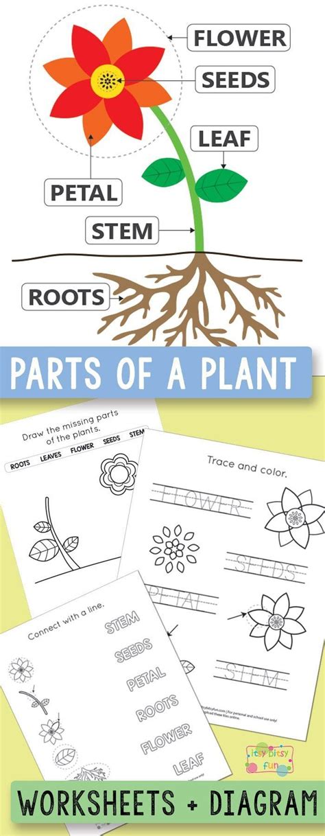 Parts Of A Plant Worksheets Kindergarten