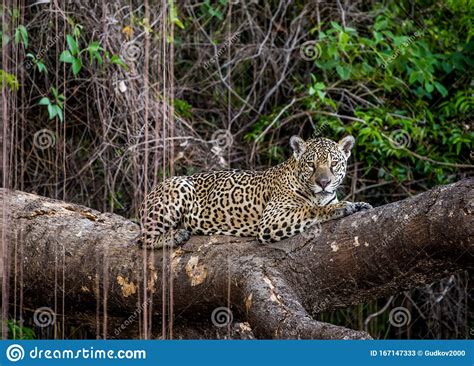 Jaguar Lies On A Picturesque Tree In The Middle Of The Jungle Stock