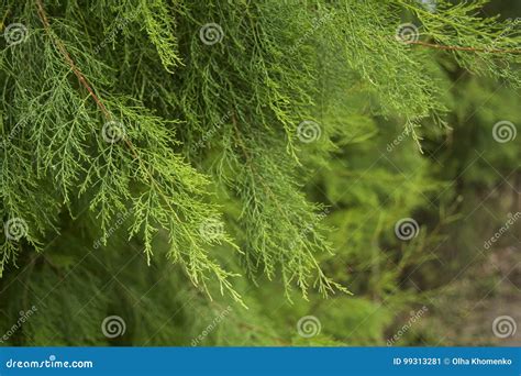 Green Conifer Background Greenery Background Stock Image Image Of