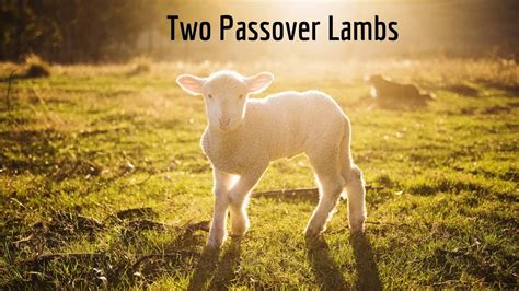 Two Passover Lambs Exodus 121 30 Youtube
