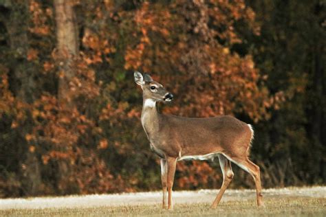 White Tail Doe In Fall Close Up Free Stock Photo Public Domain Pictures