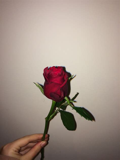 Foʟʟow тớ ☫ MɩռᏲ ℞ɩ Red Roses Beautiful Roses Rose