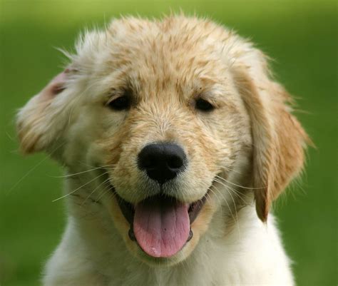 Puppy Golden Retriever Puppy Smiles At You Retriever Puppy Golden