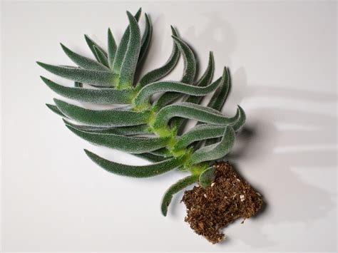 Quickly forming a dense blanket with its leaves curved slightly upwards. Serpents Blue Chalk Fingers (senecio vitalis) | NUSTEM