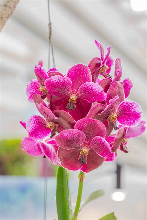 How To Grow Orchids Indoors Indoor Gardening Orchids Blog Wurld