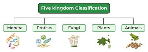 Five Kingdom Classification Monera
