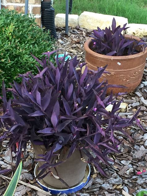 Purple Queen Perennial Plant Super Easy To Propagate—just Plant The