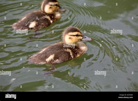 Blue Winged Teal Ducklings At Crescent Park In Moose Jaw Stock Photo