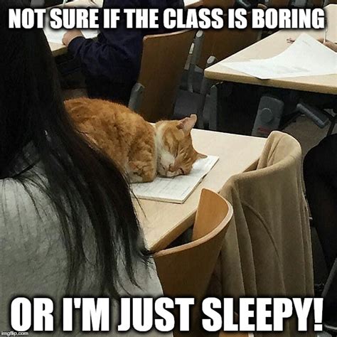 Cat In A Class Imgflip