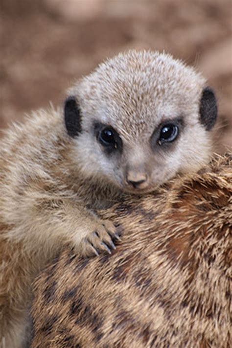 Cute Meerkats Cute Meerkats Photos Animal Photos