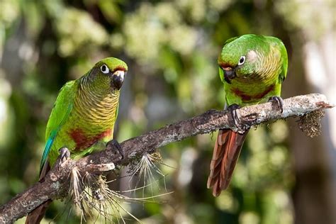 What kind of bird has a maroon belly? Parrot Encyclopedia | Maroon-bellied Conure | World Parrot ...