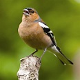 Bird Info/ Chaffinch | Farbrook Farm