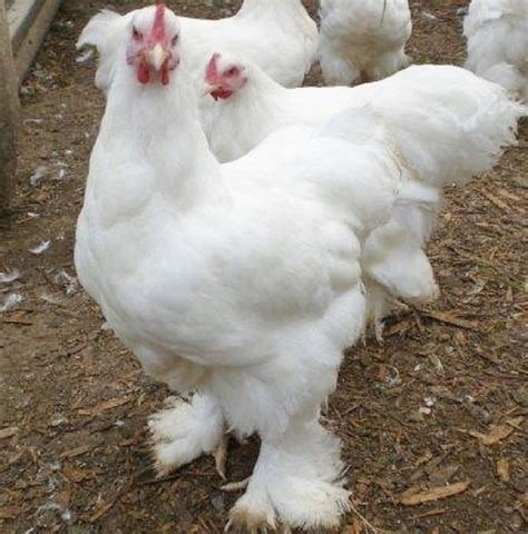 White Cochin Standard Chicks For Sale Cackle Hatchery