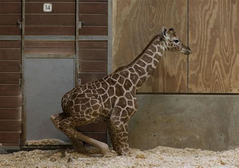Hello World April The Giraffe Gives Birth To Calf Wtop News