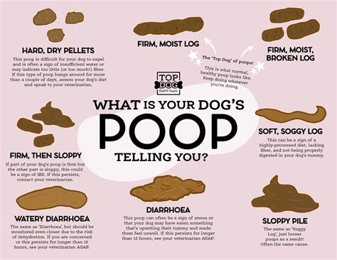 Dog Poop Color Chart And What It Can Tell You About Your, 54% OFF
