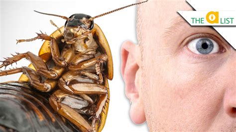 5 Bugs That Could Live In Your Head Youtube