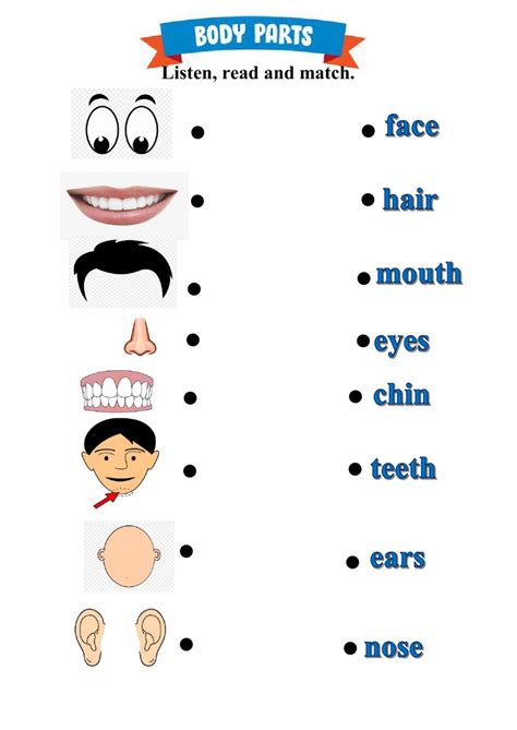 Body Parts My Face Worksheet Quizalize