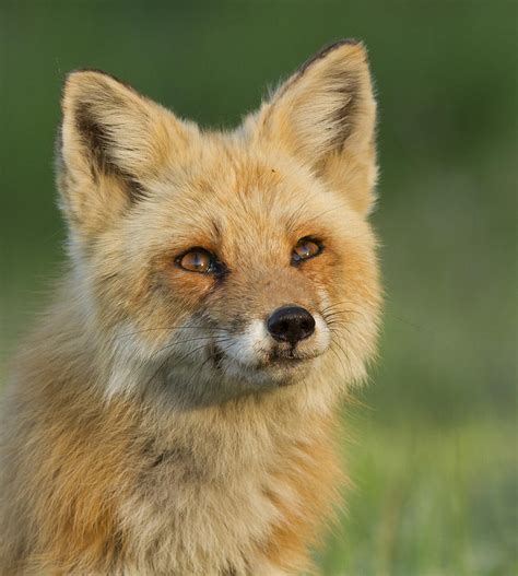 Red Fox Portrait Photograph By Mircea Costina Photography Pixels