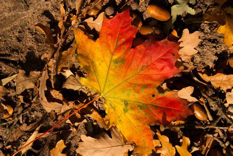 1920x1080 Wallpaper Red And Yellow Maple Leaf Peakpx