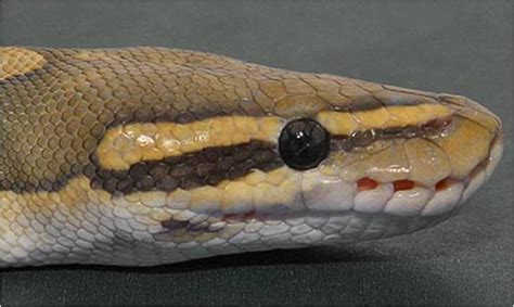 Ball Python Care Sheet