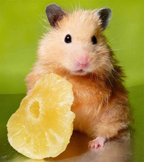 21 Hamster Safe Foods To Share With Your Tiny Friend