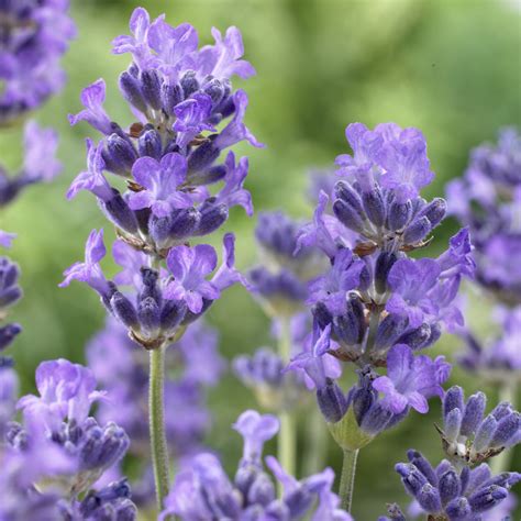 Dwarf Lavender Munstead 5cm Plug Plants Express Garden Shop
