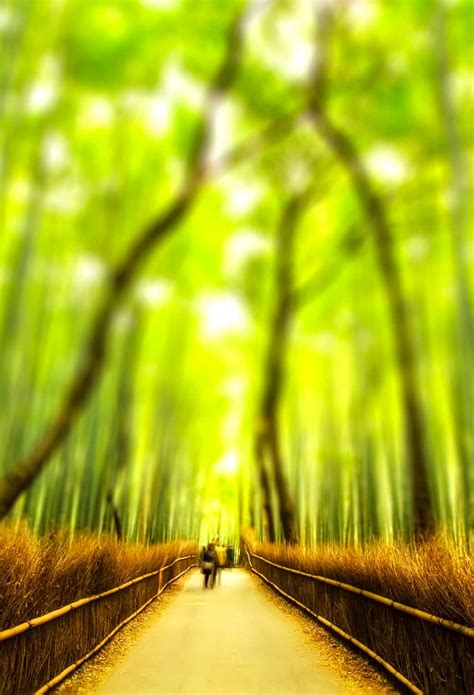 download blurry bamboo forest pathway wallpaper
