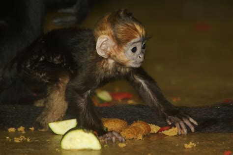 Photos 36 Adorable Zoo Babies Born In 2011 Budget Travel