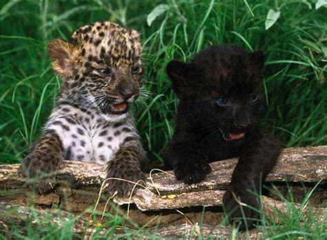 Panther Cub Tumblr
