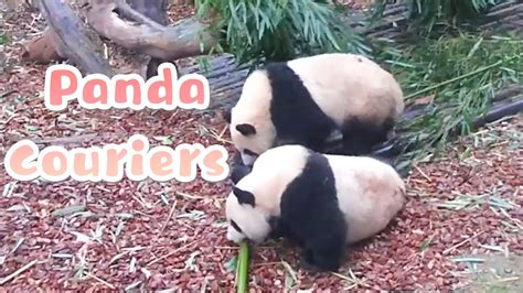 Two Panda Couriers For One Order Ipanda Youtube